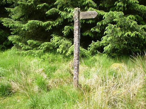 11_17-1.jpg - Lichen covered post in Wark Forest